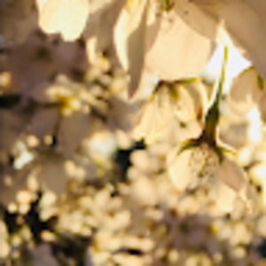 Meet your Posher, Claire